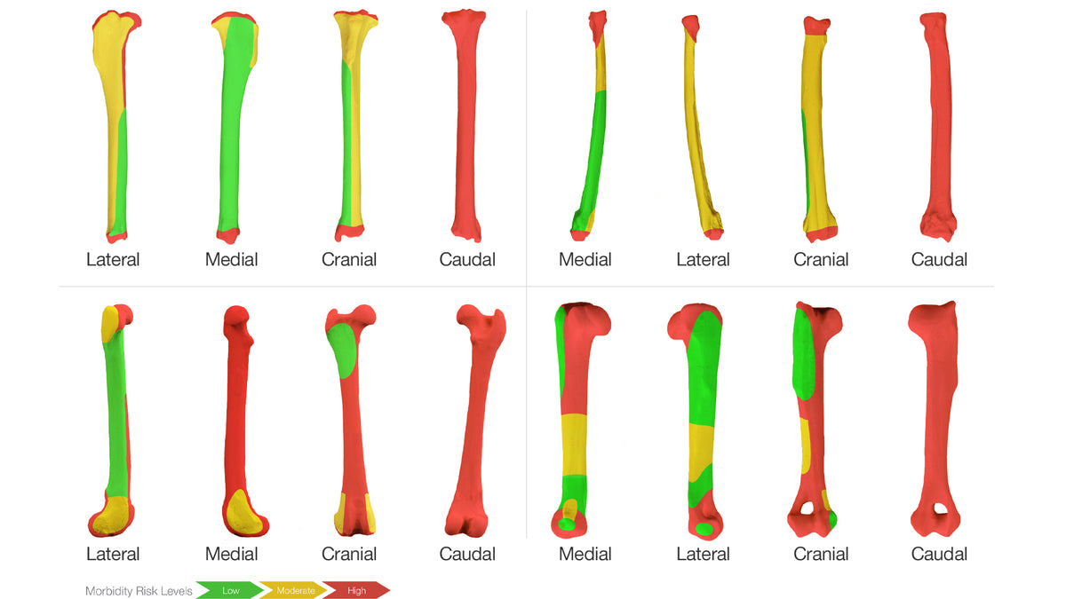 External Fixation Pin Placement Zones Imex Veterinary